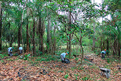 Limpeza do Parque Natural