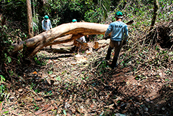 Limpeza do Parque Natural